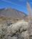 200 Afblomstret Juvelslangehoved Neden For Teide Tenerife Spanien Anne Vibeke Rejser IMG 3254