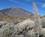 200 Afblomstret Juvelslangehoved Neden For Teide Tenerife Spanien Anne Vibeke Rejser IMG 3254