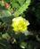644 Kaktus I Blomst Tenerife Spanien Anne Vibeke Rejser IMG 3423
