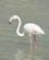 225 Flamingo Aiguamolls Cap De Creus Catalonien Spanien Anne Vibeke Rejser DSC06459