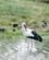 243 Stork Aiguamolls Cap De Creus Catalonien Spanien Anne Vibeke Rejser DSC06499