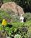 150 Mellem Blomster Gran Canaria Spanien Anne Vibeke Rejser IMG 4617