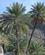 712 Dadelpalmer Al Misfah Oman Anne Vibeke Rejser IMG 6674