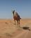 1306 Dromedar Med Bundne Forben Ved Sandsporet Sharqiya Sands Oman Anne Vibeke Rejser IMG 6815