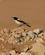 1319 Forskellige Fugle Holder Til Naer Sama Al Wasil Desert Camp Sharqiya Sands Oman Anne Vibeke Rejser DSC00644