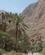 1506 Dadler Og Andre Nytteplanter Wadi Shab Oman Anne Vibeke Rejser IMG 6919