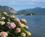 300 Blomstrende Hortensia Ved Lago Maggiore Stresa Pimonte Italien Anne Vibeke Rejser IMG 8593