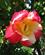 506 Mange Forskellige Roser Villa Pallavicino Stresa Lago Maggiore Pimonte Italien Anne Vibeke Rejser IMG 8675
