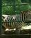 516 Zebra Villa Pallavicino Stresa Lago Maggiore Pimonte Italien Anne Vibeke Rejser DSC09613