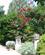 724 Rosentrae Isola Madre De Borromeiske Oeeer Stresa Lago Maggiore Pimonte Italien Anne Vibeke Rejser IMG 8875
