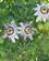 1234 Passionsblomster Stresa Lago Maggiore Pimonte Italien Anne Vibeke Rejser IMG 9141