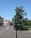 232 Piazza Bra Med Vittorio Emanuele II Park Verona Veneto Italien Anne Vibeke Rejser IMG 0312