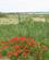 826 Naturstien Maa Opgives Cabras Sardinien Italien Anne Vibeke Rejser IMG 6195