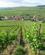 355 Vinstokke Saa Langt Oejet Raekker Requewihr Alsace Frankrig Anne Vibeke Rejser IMG 9266