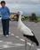 370 Tam Stork På P Pladsen Requewihr Alsace Frankrig Anne Vibeke Rejserimg 9248