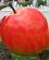 439 The Apple Paa Place Rapp Colmar Alsace Frankrig Anne Vibeke Rejser IMG 9165