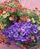 616 Blomster Pryder Overalt Ribeauville Alsace Frankrig Anne Vibeke Rejser IMG 9455