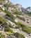 210 Klippebevoksning Calanques Marseille Provence Frankrig Anne Vibeke Rejser DSC09832
