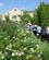 408 Blomsterbede Mane An Provence Frankrig Anne Vibeke Rejser IMG 0954