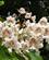 106 Trae I Blomst La Chabotiere Luche Pringe Le Loir Frankrig Anne Vibeke Rejser PICT0209