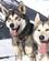 152 Pragtfulde Traekhunde Tarentaise Traineau Mushing Sainte Foy Tarentaise De Franske Alper Frankrig Anne Vibeke Rejser PICT0276