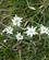 814 Den Fredede Blomst Edelweiss Valloire Frankrig Anne Vibeke Rejsers PICT0543