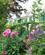 220 Monets Hus Monet Giverny Seinen Normandiet Frankrig Anne Vibeke Rejser IMG 2519