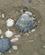602 Muslingeskaller Paa Stranden Deauville Seinen Normandiet Frankrig Anne Vibeke Rejser IMG 2995