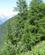 134 Skov I Trient Dalen Mont Blanc Schweiz Anne Vibeke Rejser IMG 5288
