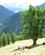 220 Skygge Under Et Loevtræ Mont Blanc Schweiz Anne Vibeke Rejser IMG 5326