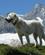 420 Faarehund Passer Paa Fårene Mont Blanc Italien Anne Vibeke Rejser IMG 5480