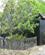 232 Lille Have Med Trae Thorshavn Faeroeerne Anne Vibeke Rejser IMG 3037