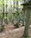 422 Klatreskoven Ved Abenteuerpark Potsdam Brandenburg Tyskland Anne Vibeke Rejser IMG 6796