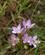 270 Blomster Paaengen Passeierdalen Italien Anne Vibeke Rejser DSC05530