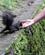 138 Egern Vil Gerne Haandfodres Bad Gastein Salzburgerland Oestrig Anne Vibeke Rejser IMG 4354