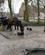 207 Hestefontaene Ved Begijnhof Brugge Flandern Belgien Anne Vibeke Rejser DSC08260
