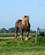 264 Bryggerhest Verdens Tungeste Hest Poperinge Flandern Belgien Anne Vibeke Rejser IMG 4925