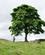 252 Traeet I Sycamore Gap Var Med I Kevin Costers Film Robin Hood Hadrians Wall Northumberland England Anne Vibeke Rejser DSC03764