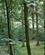 701 Klatrebane Ved Go Abe I Grizedale Lake District England Anne Vibeke Rejser DSC03592