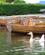 510 Graagaas Ved Waterhead Lake Windermere Lake District England Anne Vibeke Rejser Billede 151
