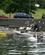 512 Lad Vaere Med At Fodre Fuglene Om Sommeren Lake Windermere Lake District England Anne Vibeke Rejser DSC03566