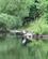 524 Hejre Ved River Brathay Lake Windermere Lake District England Anne Vibeke Rejser Billede 165
