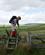 550 Op Over Stente Pennine Way Northumberland England Anne Vibeke Rejser DSC03995