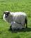 653 Sorthoved Faar Med Lam Breamish Valley Northumberland England Anne Vibeke Rejserbillede 239