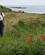 811 Smukke Valmuer Coast Path Northumberland England Anne Vibeke Rejser DSC04171