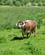 638 Kvaeg Paa Christ Church Meadow Oxford England Anne Vibeke Rejser IMG 7581