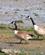 414 Canadagaes Ved River Stour Colchester England Anne Vibeke Rejser PICT0112