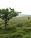 244 Ned Mod Skoven Dartmoor Devon England Anne Vibeke Rejser PICT0564