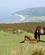 186 Exmoor Ponyer Sumerset England Anne Vibeke Rejser PICT0422