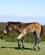 187 Foel Exmoor Ponyer Sumerset England Anne Vibeke Rejser PICT0407